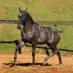 Pyrrhus Interagro, grey Lusitano foal
