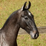 Pyrrhus Interagro, grey Lusitano foal