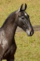 Pyrrhus Interagro, grey Lusitano foal