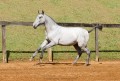 Persona Interagro, Lusitano grey filly for sale at the 18th Interagro Yearlings Auction (August 31st, 2019)/Interagro Lusitanos