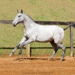 Persona Interagro, Lusitano grey filly for sale at the 18th Interagro Yearlings Auction (August 31st, 2019)/Interagro Lusitanos