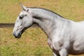 Persona Interagro, Lusitano grey filly for sale at the 18th Interagro Yearlings Auction (August 31st, 2019)/Interagro Lusitanos