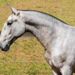 Persona Interagro, Lusitano grey filly for sale at the 18th Interagro Yearlings Auction (August 31st, 2019)/Interagro Lusitanos