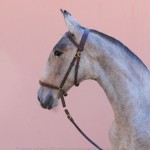 Pietá Interagro, grey Lusitano filly for sale
