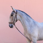 Pietá Interagro, grey Lusitano filly for sale