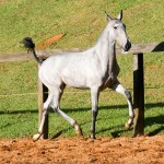 Pietá Interagro, grey Lusitano filly for sale at the 18th Interagro Yearlings Auction (August 31, 2019)