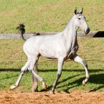 Pietá Interagro, grey Lusitano filly for sale at the 18th Interagro Yearlings Auction (August 31, 2019)