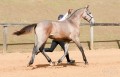 Polemon Interagro, grey Lusitano foal for sale at the 18th Interagro Yearlings Auction (August 31, 2019)