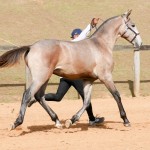 Polemon Interagro, grey Lusitano foal for sale at the 18th Interagro Yearlings Auction (August 31, 2019)