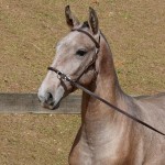 Polemon Interagro, grey Lusitano foal for sale at the 18th Interagro Yearlings Auction (August 31, 2019)