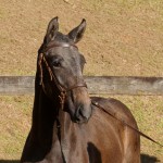 Poppy Interagro, grey Lusitano filly for sale at the 18th Interagro Yearlings Auction (August 31st, 2019)