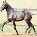 Poppy Interagro, grey Lusitano filly for sale at the 18th Interagro Yearlings Auction (August 31st, 2019)