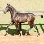 Poppy Interagro, grey Lusitano filly for sale at the 18th Interagro Yearlings Auction (August 31st, 2019)