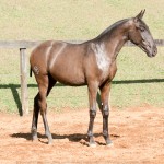 Poseidon Interagro, black Lusitano foal for sale at 18th Interagro Yearlings Auction (August 31st, 2019)
