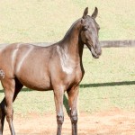 Poseidon Interagro, black Lusitano foal for sale at 18th Interagro Yearlings Auction (August 31st, 2019)
