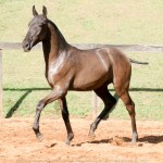 Poseidon Interagro, black Lusitano foal for sale at 18th Interagro Yearlings Auction (August 31st, 2019)