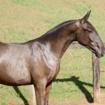 Poseidon Interagro, black Lusitano foal for sale at 18th Interagro Yearlings Auction (August 31st, 2019)