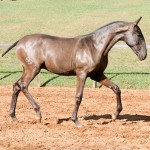 Poseidon Interagro, black Lusitano foal for sale at 18th Interagro Yearlings Auction (August 31st, 2019)