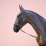 Poseidon Interagro, black Lusitano foal for sale
