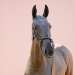 Poseidon Interagro, black Lusitano foal for sale