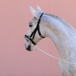 Prímula Interagro, grey Lusitano filly for sale