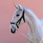 Prímula Interagro, grey Lusitano filly for sale