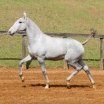 Prímula Interagro, grey Lusitano filly for sale