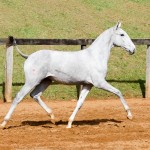Prímula Interagro, grey Lusitano filly for sale