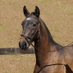 Protetor Interagro, grey Lusitano foal for sale at the 18th Interagro Yearlings Auction (August 31, 2019)