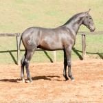 Protetor Interagro, grey Lusitano foal for sale at the 18th Interagro Yearlings Auction (August 31, 2019)