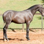 Protetor Interagro, grey Lusitano foal for sale at the 18th Interagro Yearlings Auction (August 31, 2019)