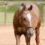 Púnico Interagro, chestnut Lusitano foal for sale