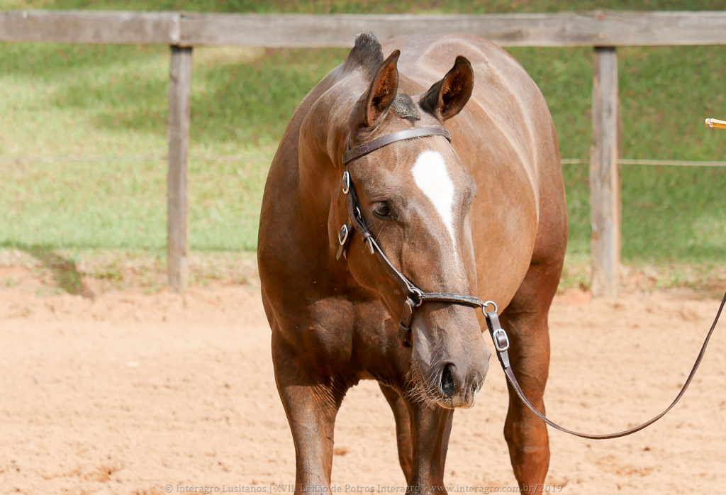 Púnico Interagro, chestnut Lusitano foal for sale