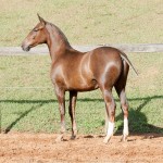 Púnico Interagro, chestnut Lusitano foal for sale at the 18th Interagro Yearlings Auction (August 31st, 2019)