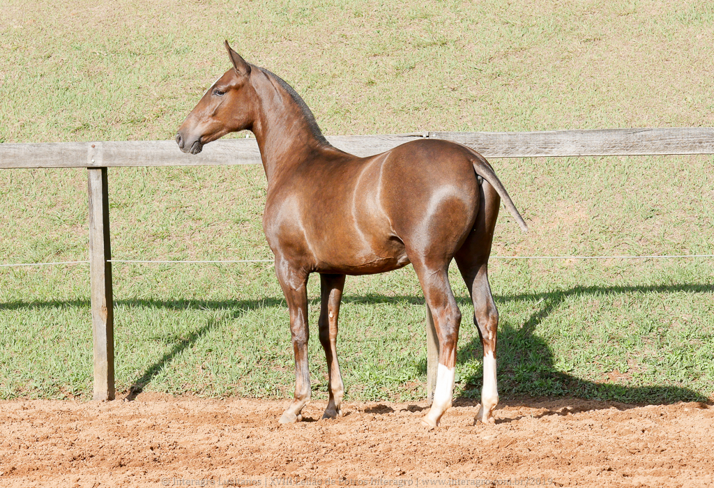 Púnico Interagro, chestnut Lusitano foal for sale at the 18th Interagro Yearlings Auction (August 31st, 2019)