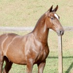 Púnico Interagro, chestnut Lusitano foal for sale at the 18th Interagro Yearlings Auction (August 31st, 2019)
