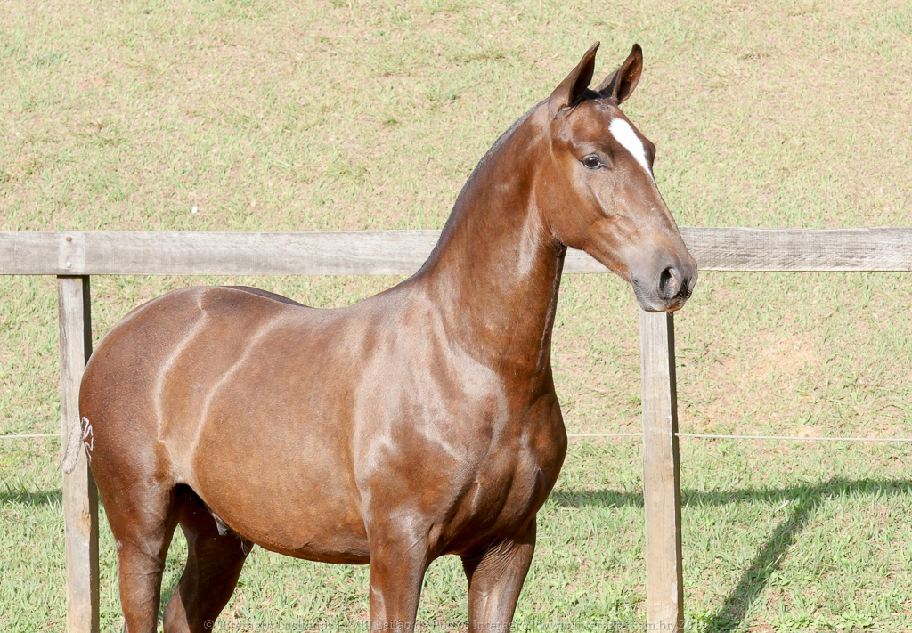 Púnico Interagro, chestnut Lusitano foal for sale at the 18th Interagro Yearlings Auction (August 31st, 2019)