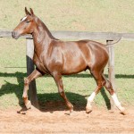 Púnico Interagro, chestnut Lusitano foal for sale at the 18th Interagro Yearlings Auction (August 31st, 2019)