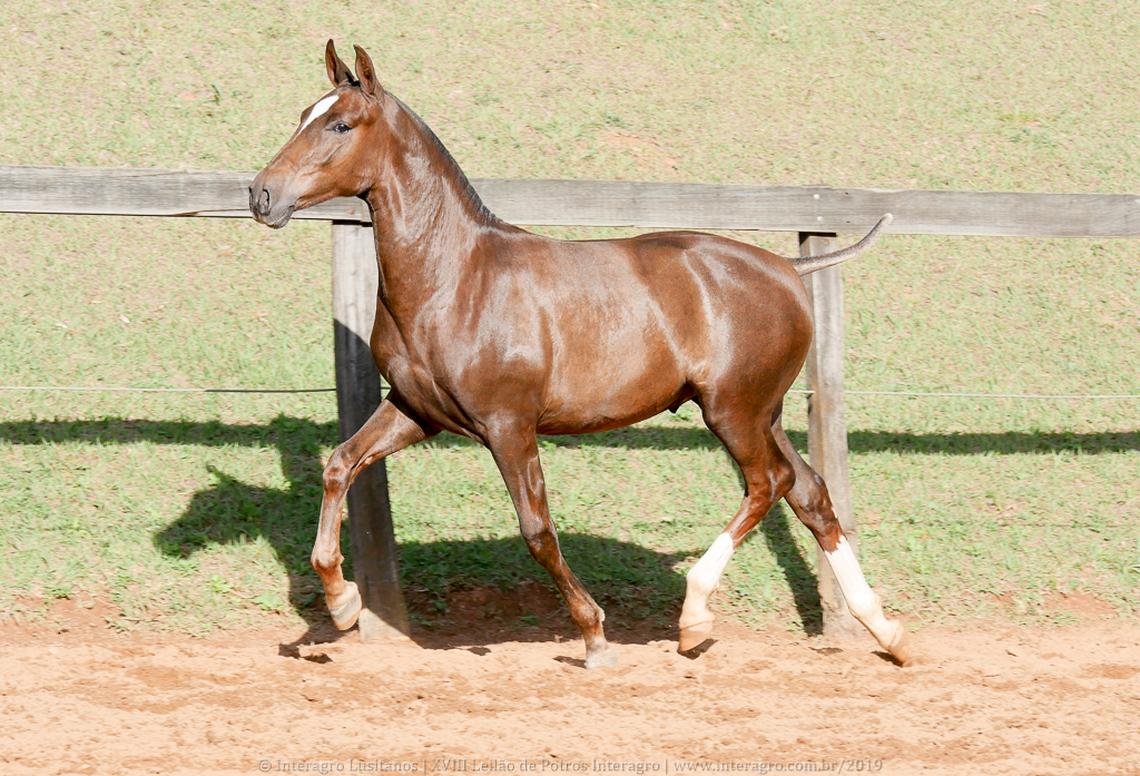 Púnico Interagro, chestnut Lusitano foal for sale at the 18th Interagro Yearlings Auction (August 31st, 2019)