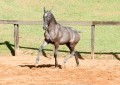 Pyrrhus Interagro, grey Lusitano foal