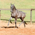 Pyrrhus Interagro, grey Lusitano foal