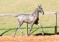 Pyrrhus Interagro, grey Lusitano foal