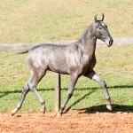 Pyrrhus Interagro, grey Lusitano foal