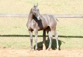 Pyrrhus Interagro, grey Lusitano foal