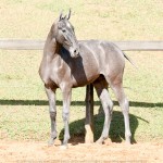 Pyrrhus Interagro, grey Lusitano foal