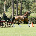 Rafaela Montora & Cagliostro Interagro, winners of Amateur Pair division at the 1st phase of 2019 CBH Driving Ranking