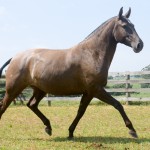 Jamaica Interagro/Martina Brandes