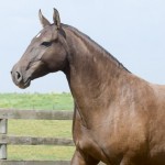 Jamaica Interagro/Martina Brandes