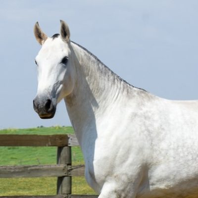 Jararaca Interagro/Martina Brandes