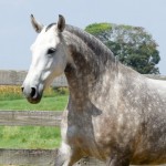 Judy Interagro/Martina Brandes